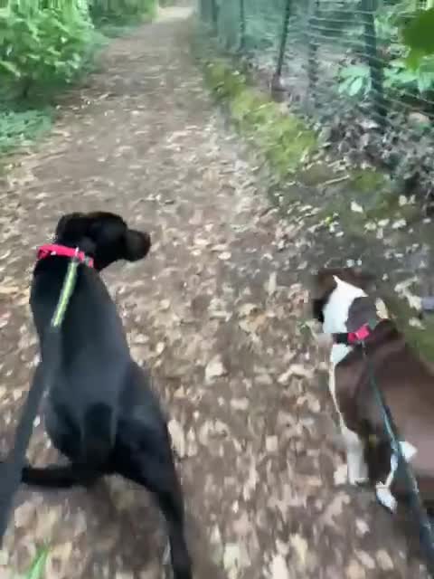 Cane Corso dogs for sale: Female Cane Corso Looking for loving home - Video 1