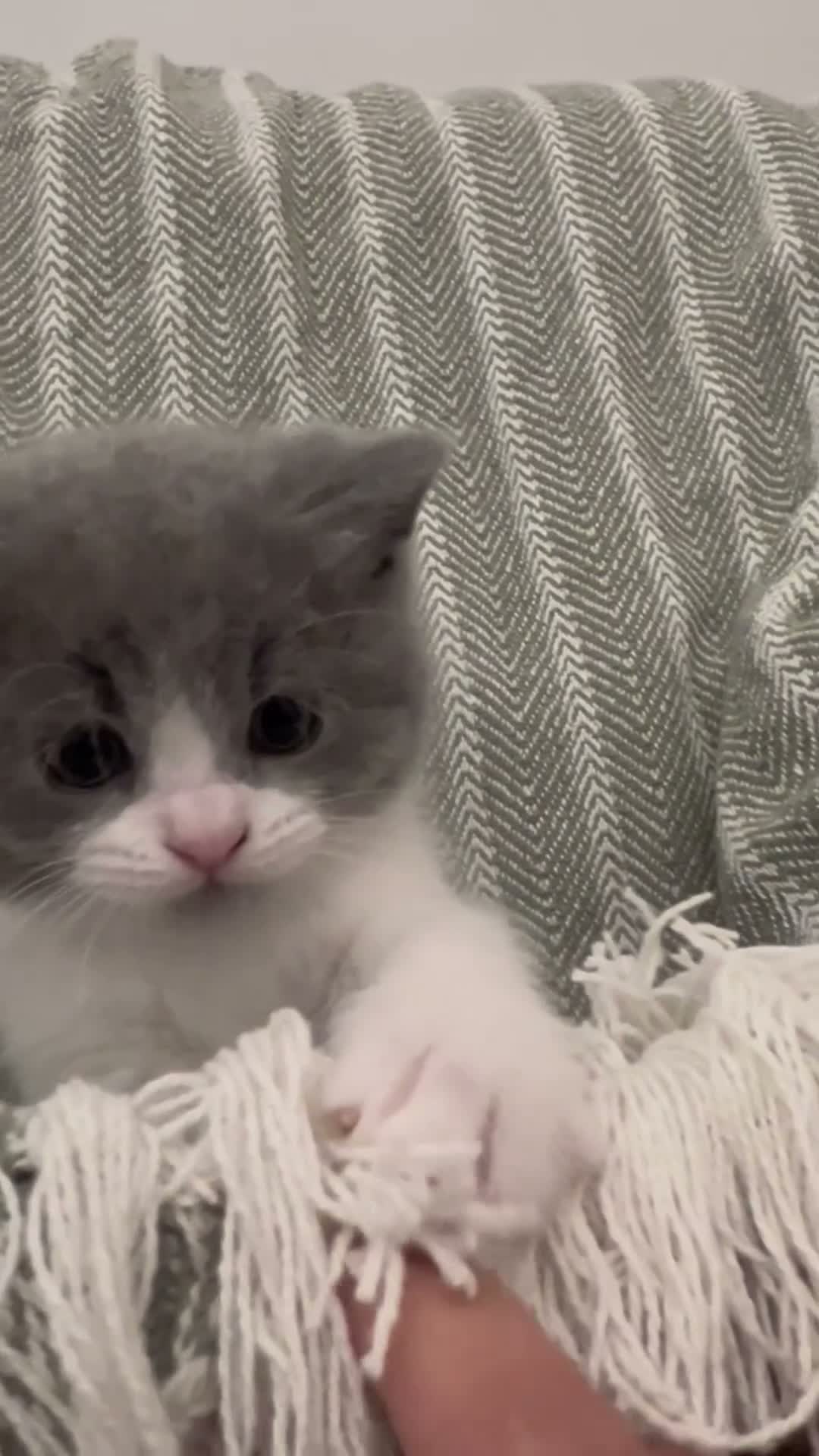 British Shorthair cats for sale: British short hair kittens  - Video 1