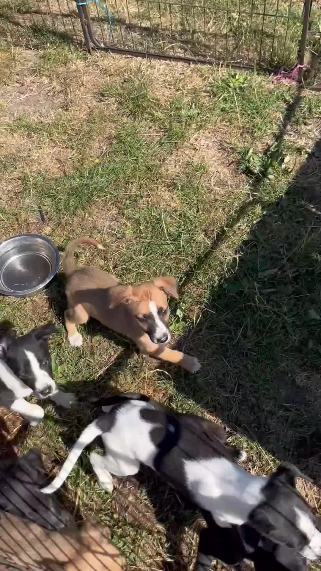 Lurcher dogs for sale: Lurcher pups - Video 1
