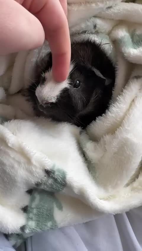 Guinea Pig rodents for sale: Beautiful baby brother guinea pigs  in Dartford - Video 5