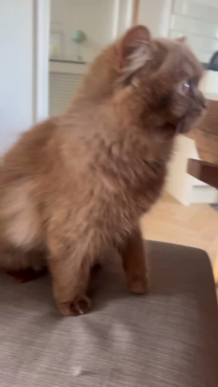 British Longhair cats for sale: Cinnamon British long hair girl 🧡🩷 - Video 1