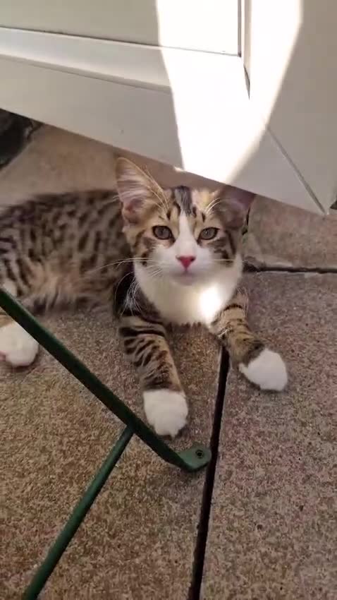 British Longhair cats for sale: Beautiful twins looking for a home free - Video 1