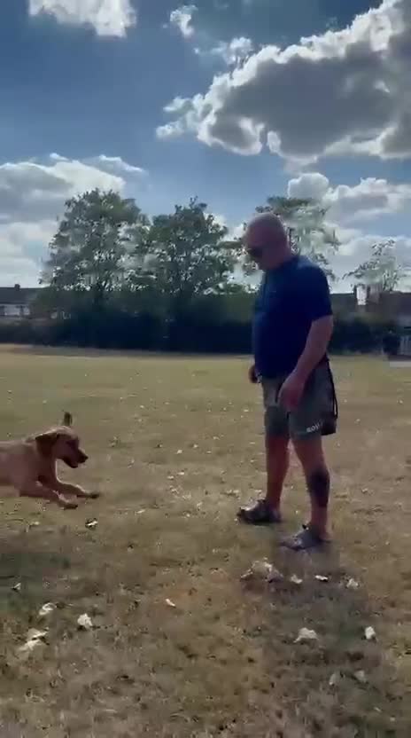 Labrador Retriever dogs for sale: 5 and half month stunning lab bitch  in Coventry - Video 1