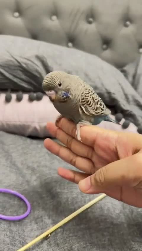 Budgerigars birds for sale: Beautiful bf split bw/helicopter babies available  - Video 1