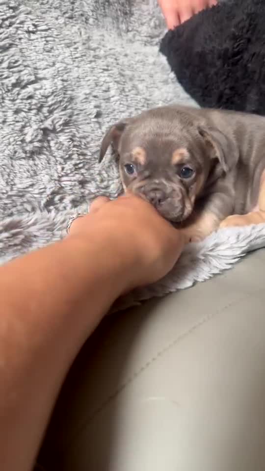 French Bulldog dogs for sale: French bulldogs  - Video 3