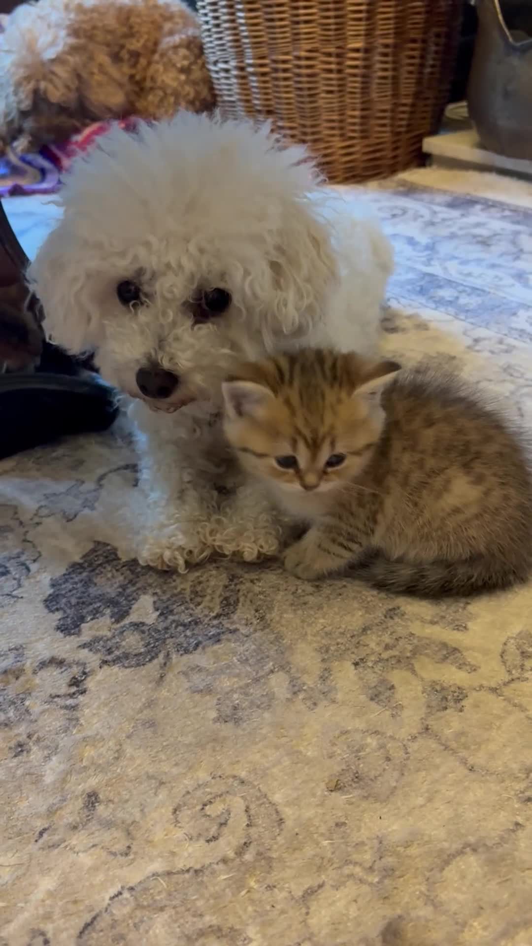 British Shorthair cats for sale: Exquisite litter of rare silver and golden bsh. - Video 1
