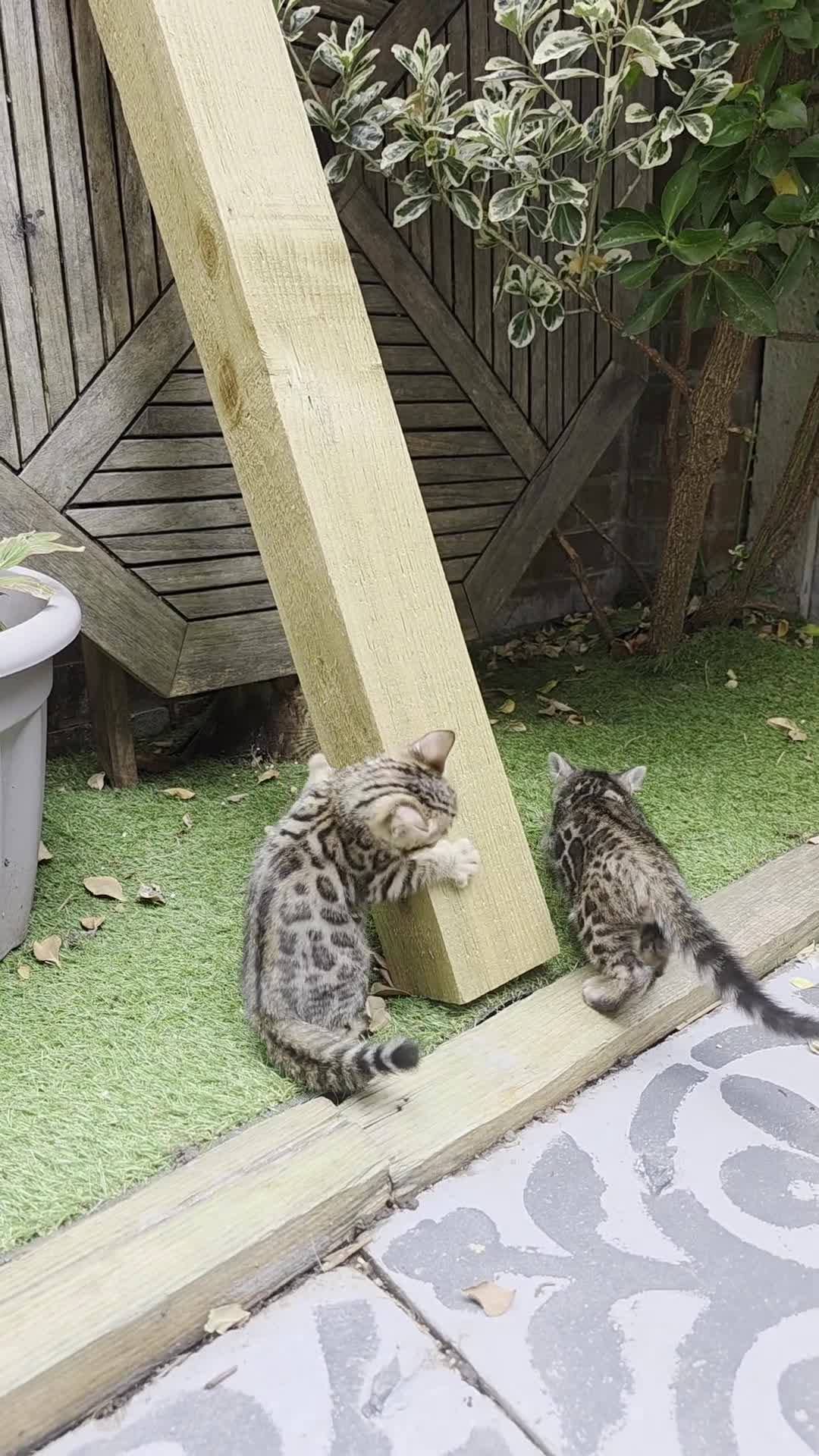 Bengal cats for sale: ✨ Bengal Kittens Looking for Loving Homes ✨ - Video 1