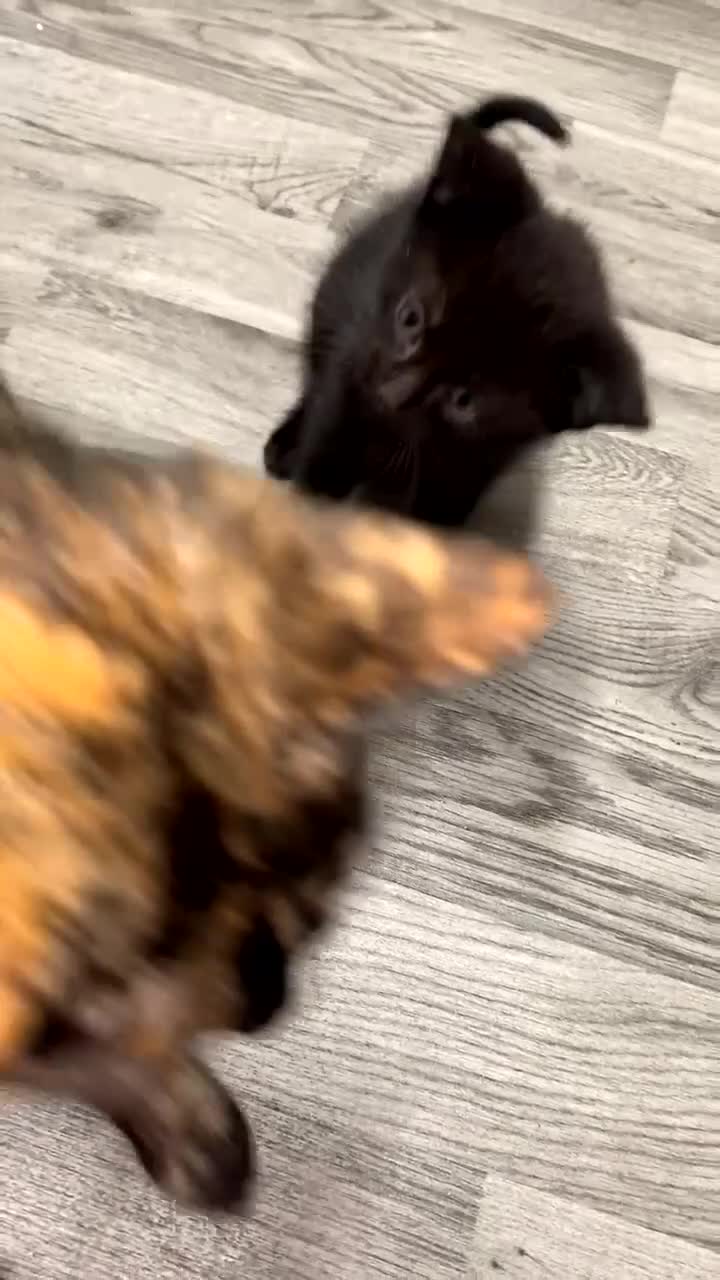 Domestic Shorthair cats for sale: 4 adorable kittens.  - Video 1