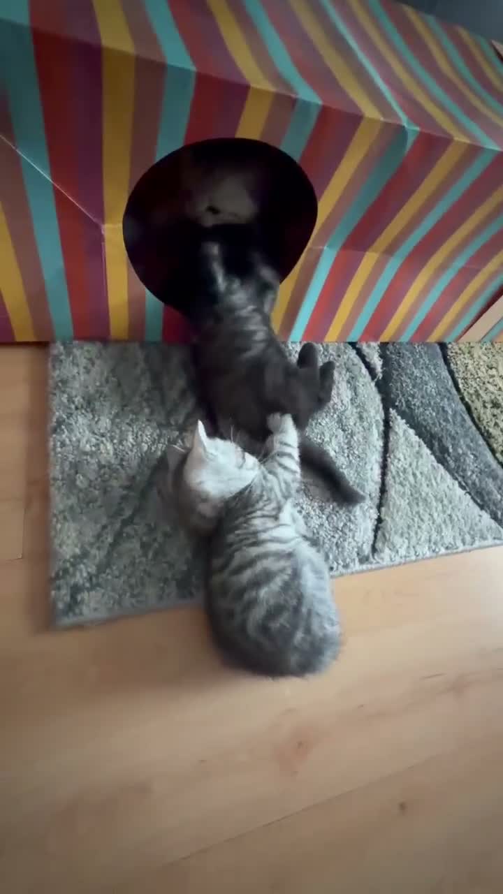 Scottish Fold cats for sale: Adorable Scottish Fold & Straight Kittens  - Video 2