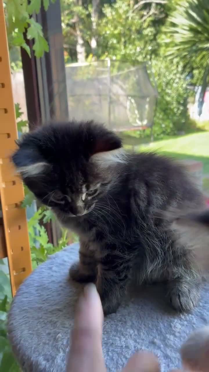 Mixed Breed cats for sale: Healthy , Energetic, Absolutely stunning 8  - Video 3