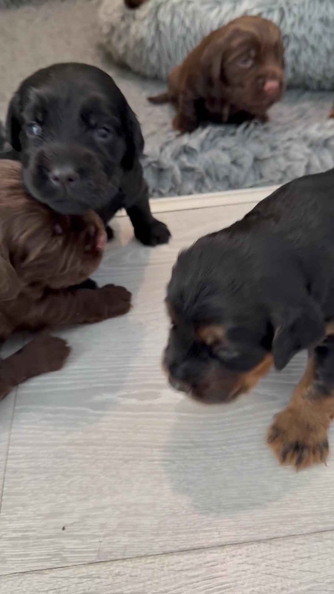 Sprocker dogs for sale: Beautiful Sprocker puppies  - Video 3