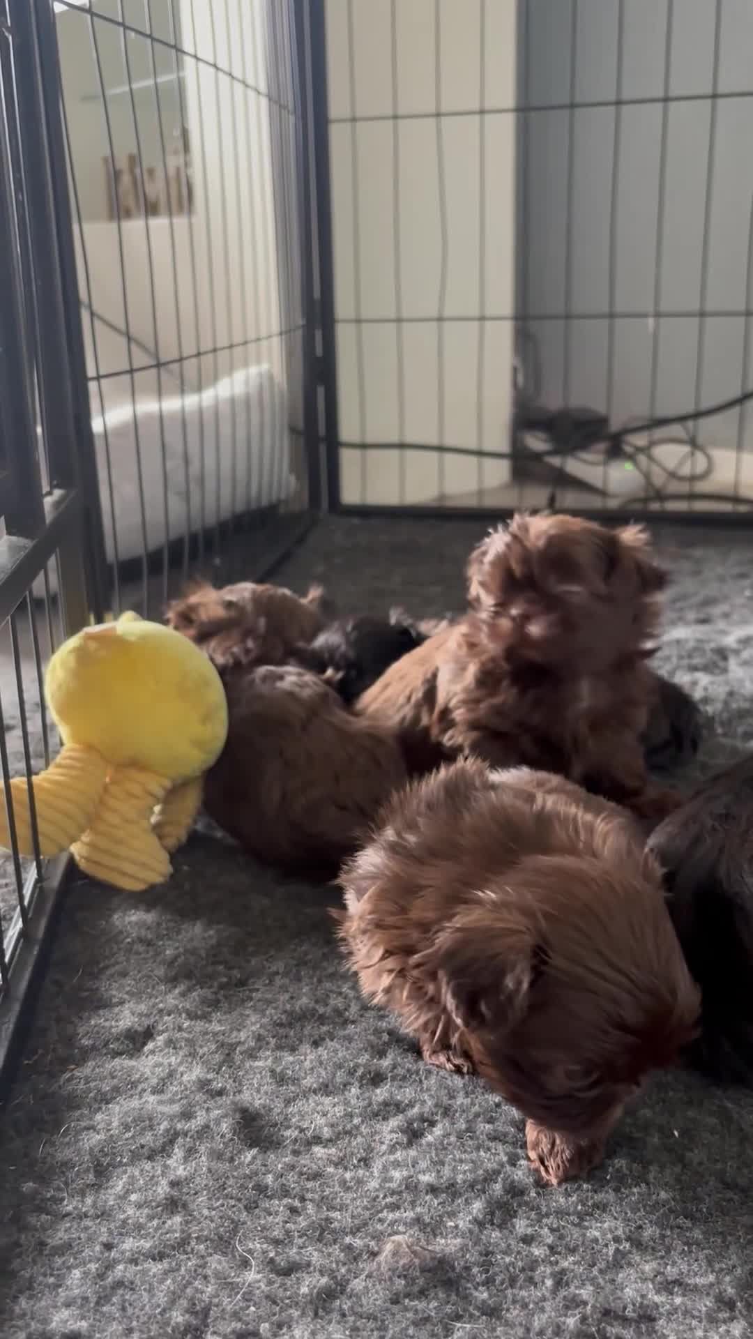Shih Tzu dogs for sale: Imperial Shih Tzu’s  - Video 1