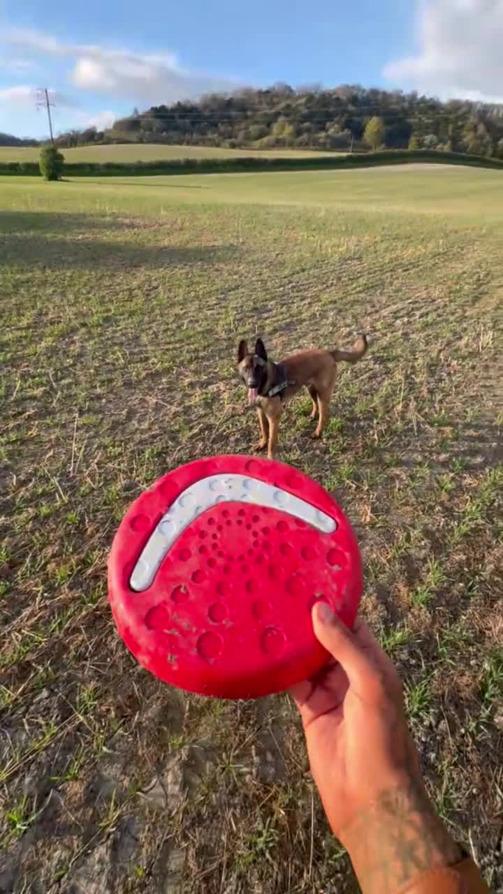 Belgian Shepherd Dog dogs for sale: Belgian Shepard Malinois - Video 3