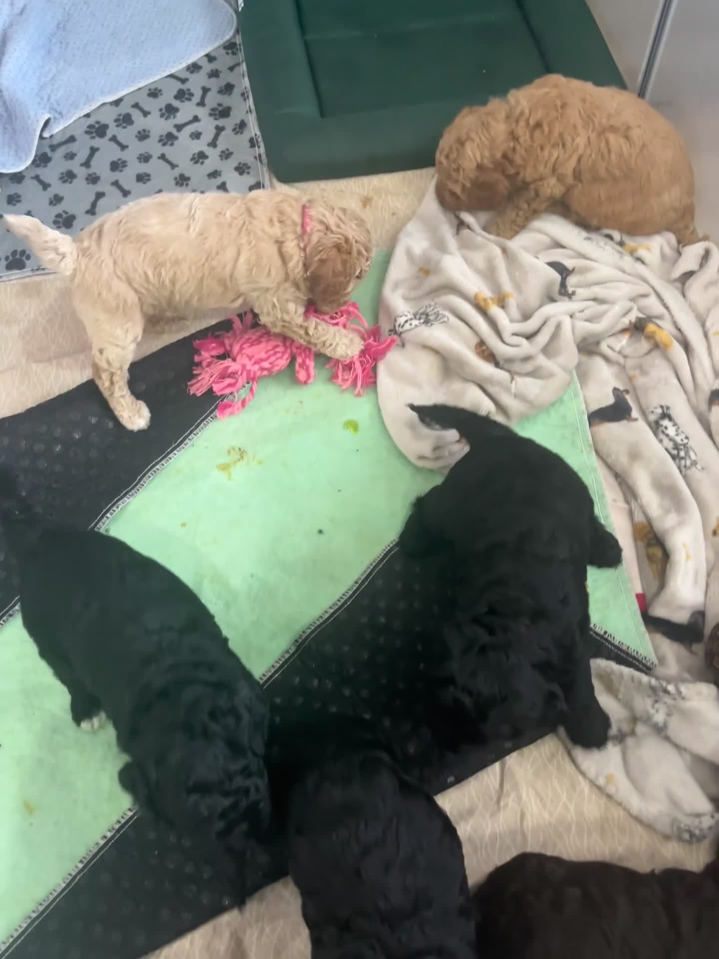 Cockapoo dogs for sale: Beautiful cockapoo puppies! - Video 1
