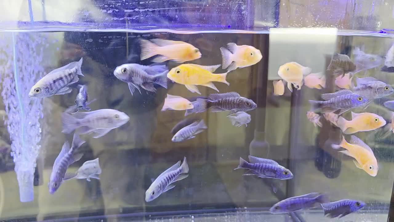 Cichlids fish for sale: Malawi peacocks and haps - Video 2