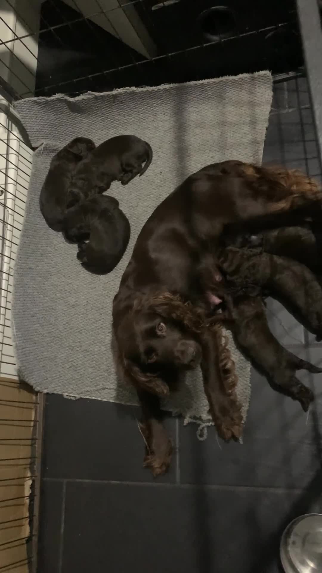 Cocker Spaniel dogs for sale: PURE WORKING CHOCOLATE COCKER SPANIELS  - Video 1