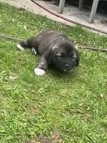 Caucasian Shepherd Dog dogs for sale: Best gaurd dogs - Video 1