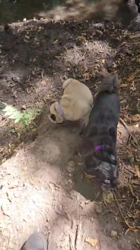 Jug dogs for sale: GIJIT - 11 years old. Loves cuddles 🩷 in Frome - Video 2