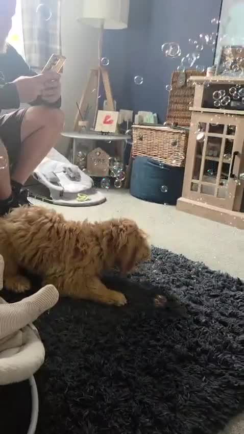 Cockapoo dogs for sale: Cockapoo Puppy - Video 1