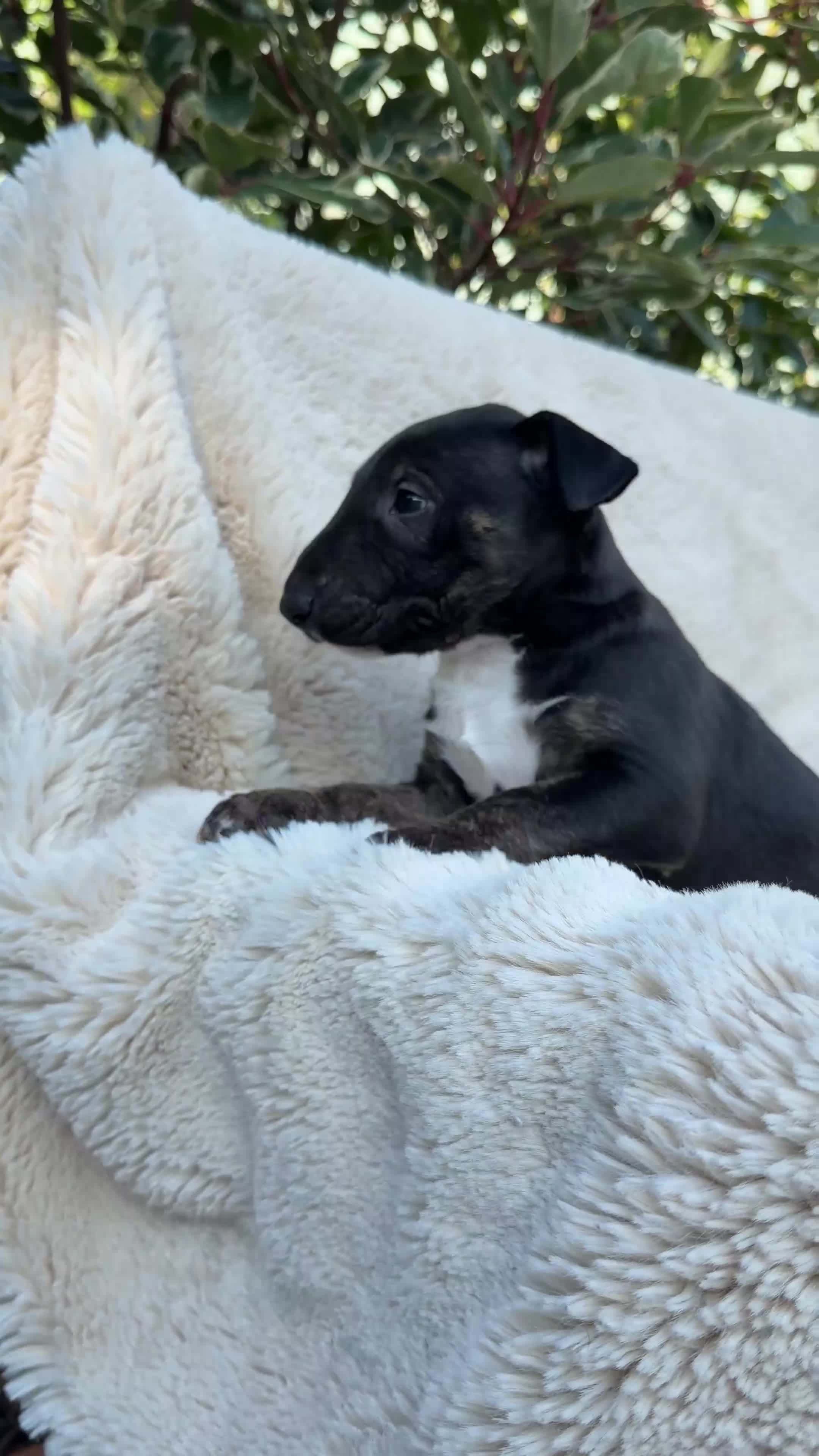 English Bull Terrier dogs for sale: Champion Bloodline English Bull Terrier Puppies - Video 3