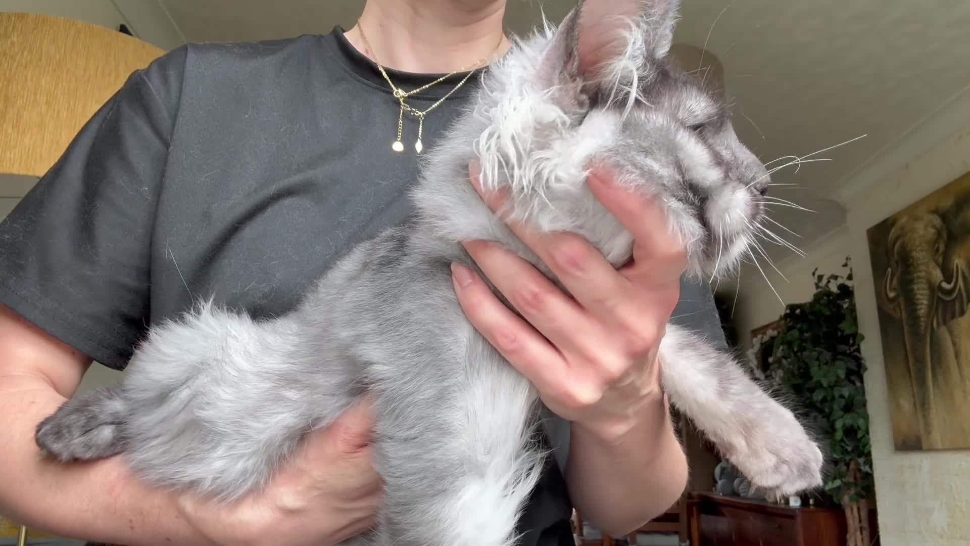 Maine Coon cats for sale: XXL kittens Tica ❤️ - Video 2