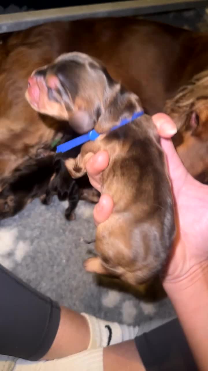 Cocker Spaniel dogs for sale: KC Reg Show Cocker Spaniel Puppies  - Video 1