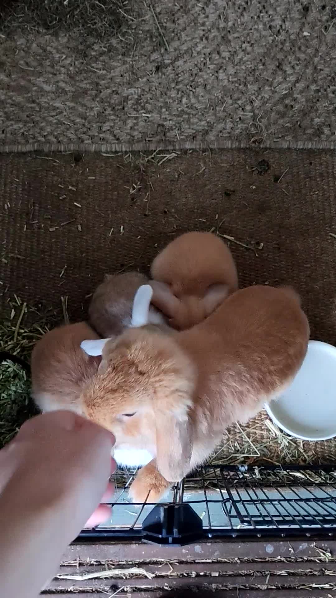 Mini Lop rabbits for sale: Lops for sale 2 left (ready 10/09/26) - Video 1