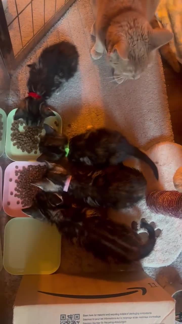 Mixed Breed cats for sale: READY NOW! Beautiful BSH x Ragdoll kittens - Video 1