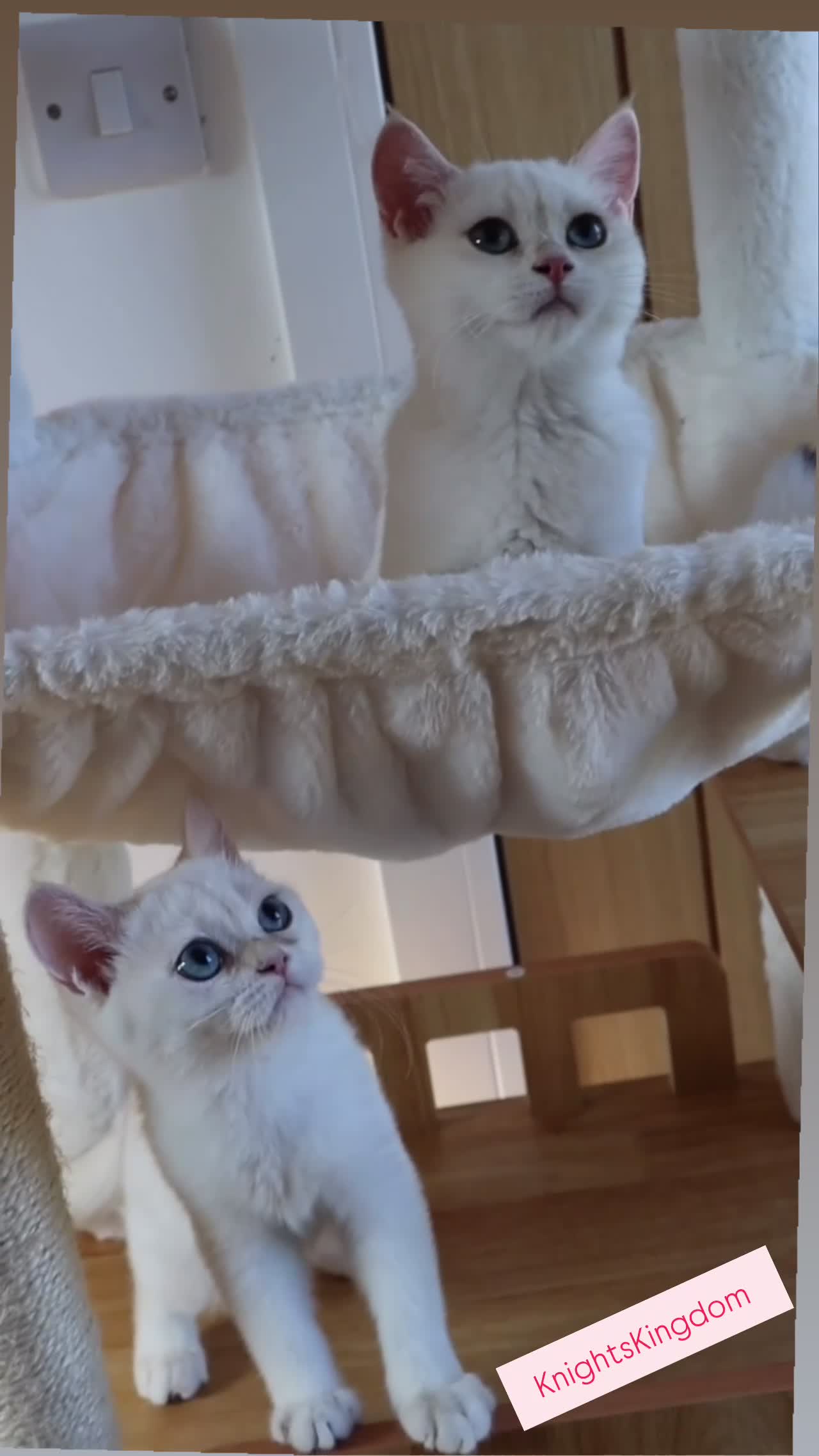 British Shorthair cats for sale: Ready Champion lines BSH kittens  - Video 3