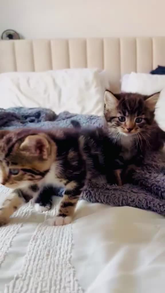 Turkish Angora cats for sale: 1 REMAINING Beautiful TurkishAngora Cross Kittens  - Video 3