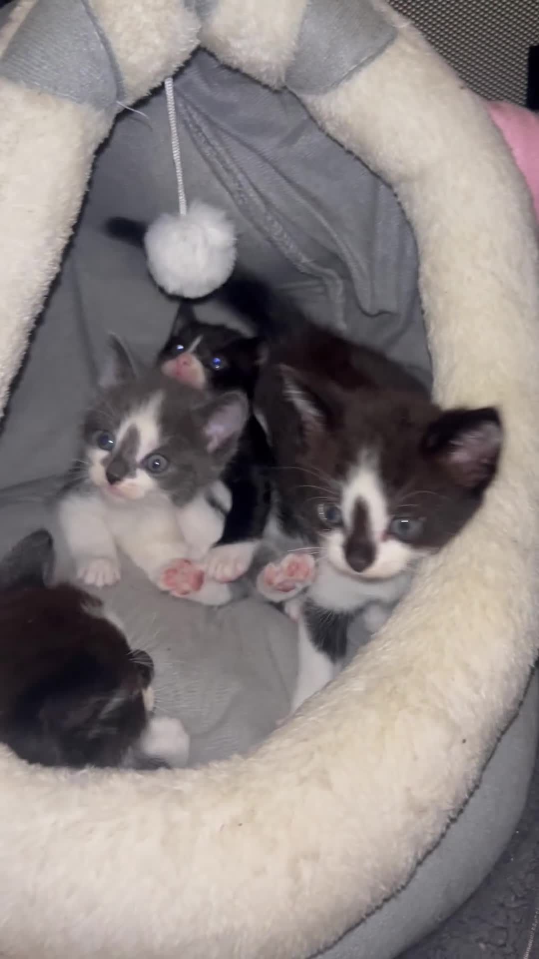 Mixed Breed cats for sale:    🐾 Beautiful Black & White Kittens 🐾 - Video 2