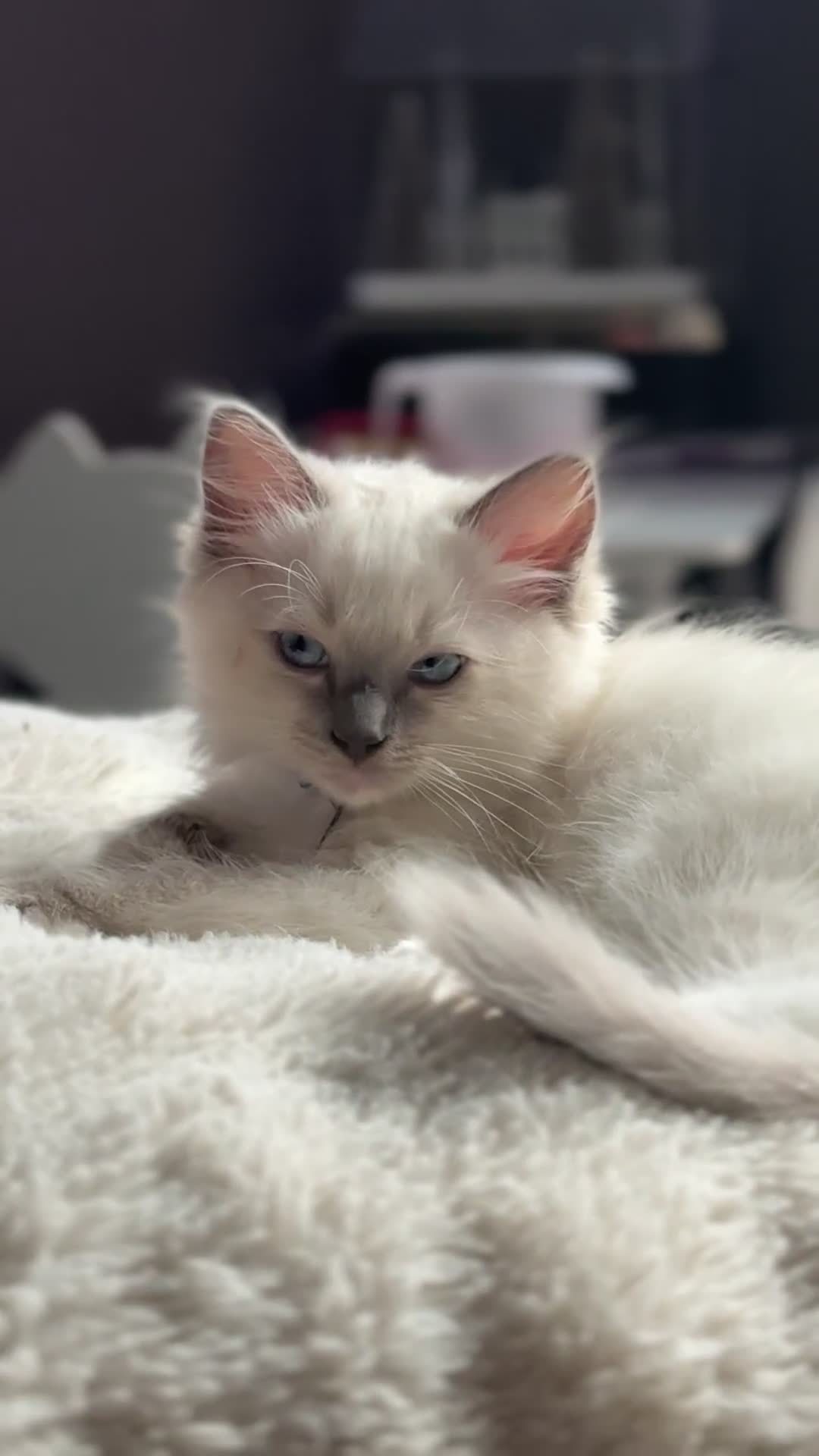 Ragdoll cats for sale: Beautiful Ragdoll cats  - Video 1