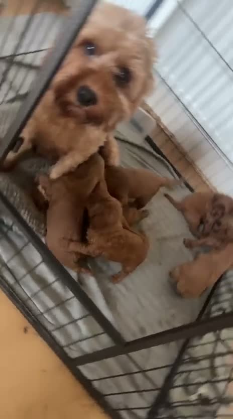 Cavapoo dogs for sale: Pure Deep Red Cavapoo Puppies  - Video 1