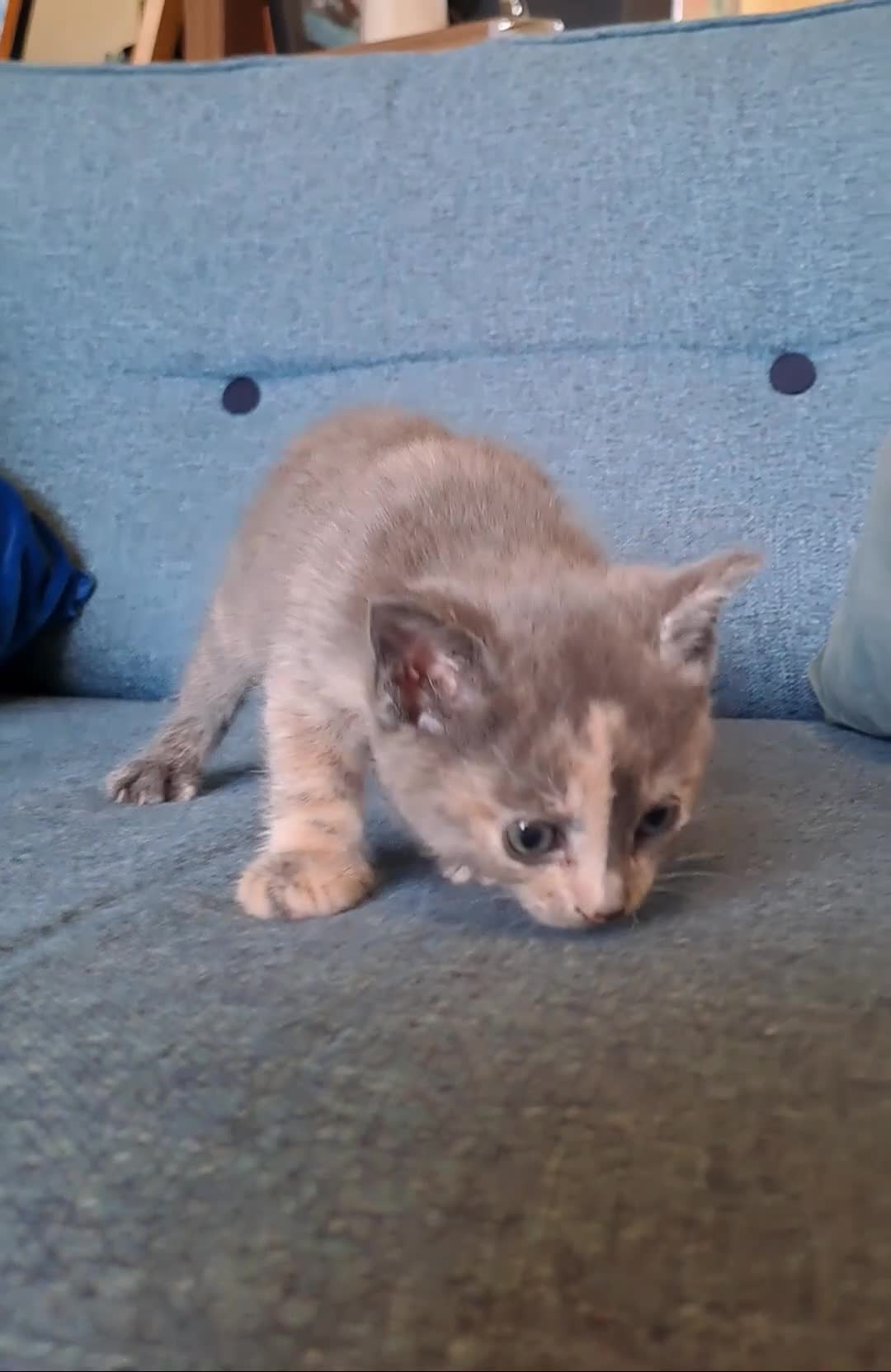 Mixed Breed cats for sale: Kittens for sale, 1 boy, 4 girls.. mixed colours - Video 1