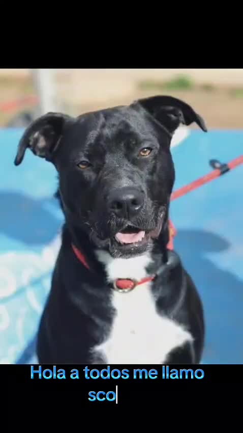 Mixed Breed dogs for adoption: Save SCOBY from more heartache - Video 1