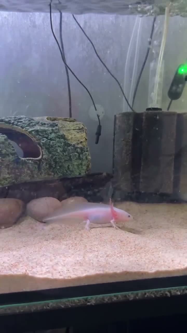 Axolotl reptiles for sale: Axolotl only  in Mansfield - Video 1