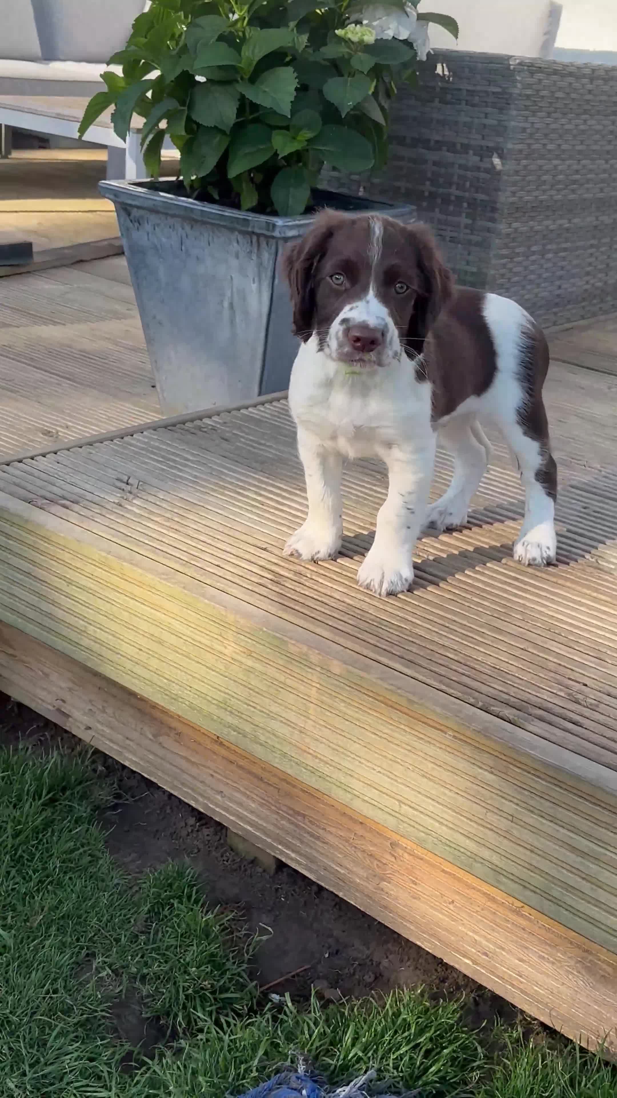 English Springer Spaniel dogs for sale: Springer Spaniels - Video 1