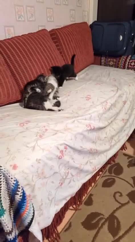 Mixed Breed cats for sale: Cute Mixed Breed Kittens Ready for Loving Homes - Video 1