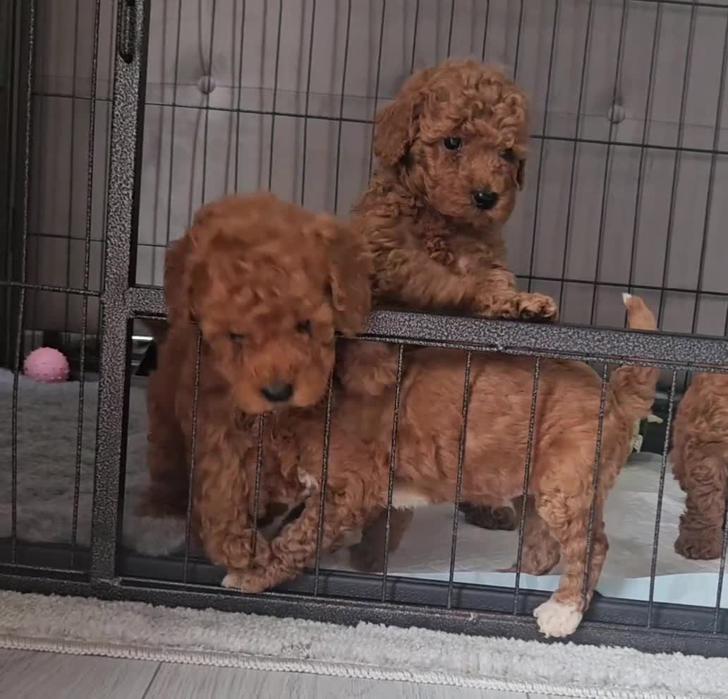 Maltipoo dogs for sale: F1B maltipoo puppys - Video 1
