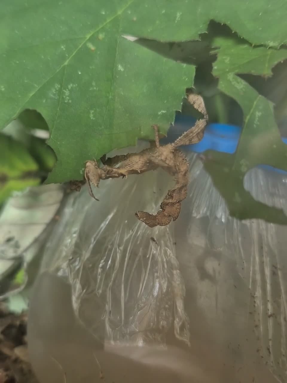 Stick Insects invertebrates for sale: Colony of Macleay's spectres - Video 1