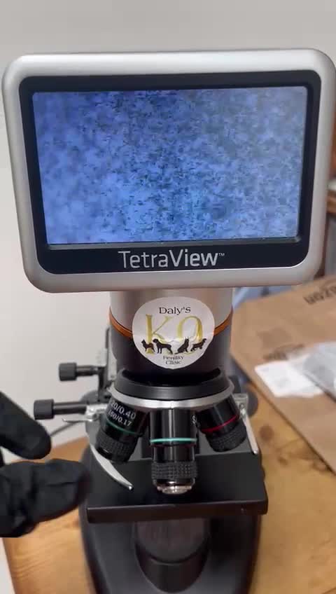 Miniature Poodle dogs for stud: ✅️DNA Test Red KC Miniature Poodle Stud Manchester in Manchester - Video 1