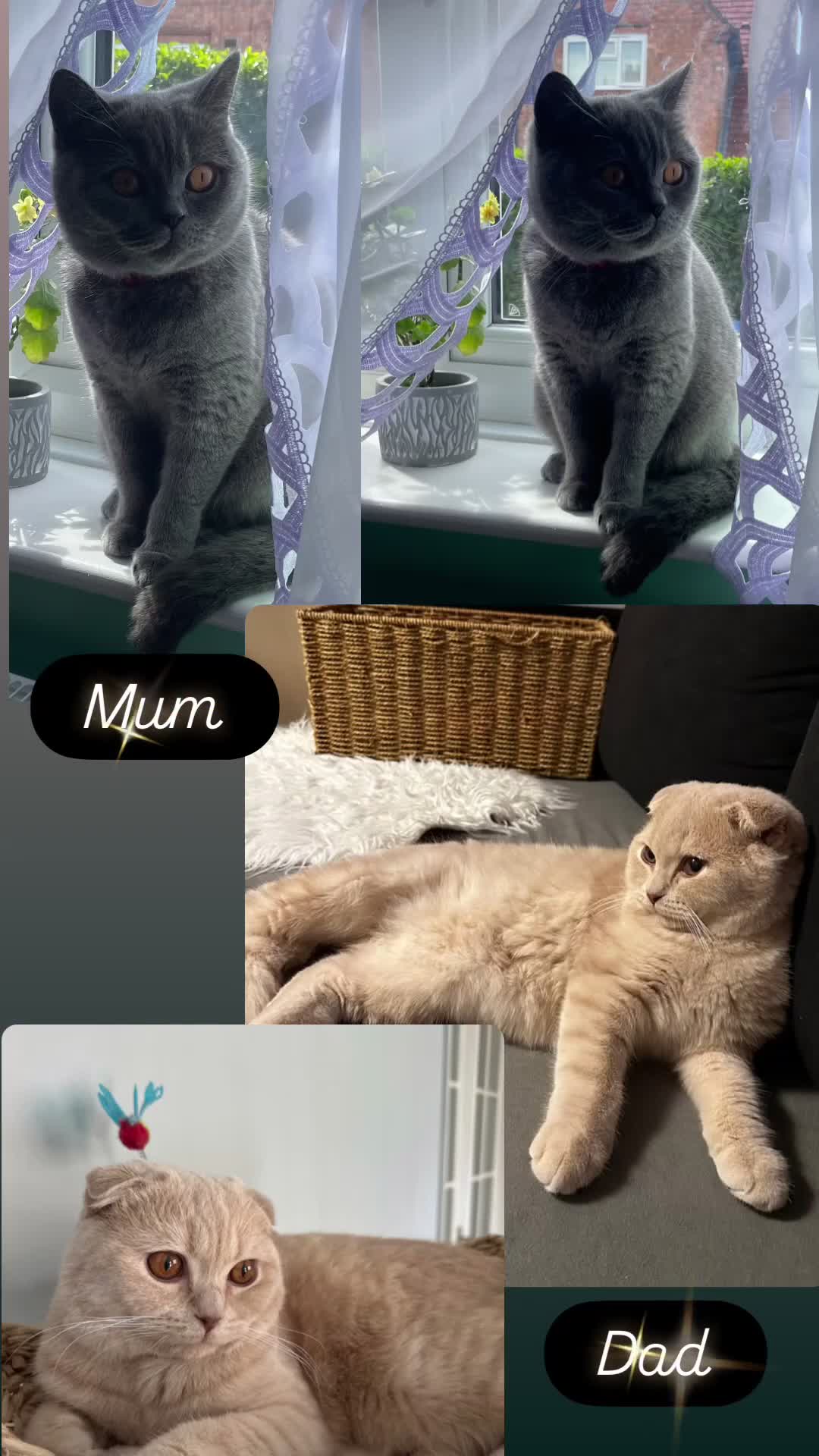 Scottish Fold cats for sale: Beautiful litter of Scottish fold  😍 - Video 1