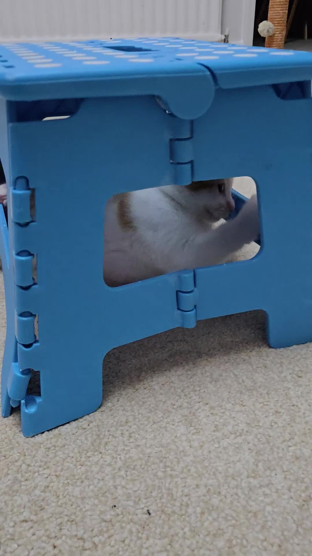 Mixed Breed cats for sale:  Blue eyes Flower pattern mark unique kitten  - Video 4