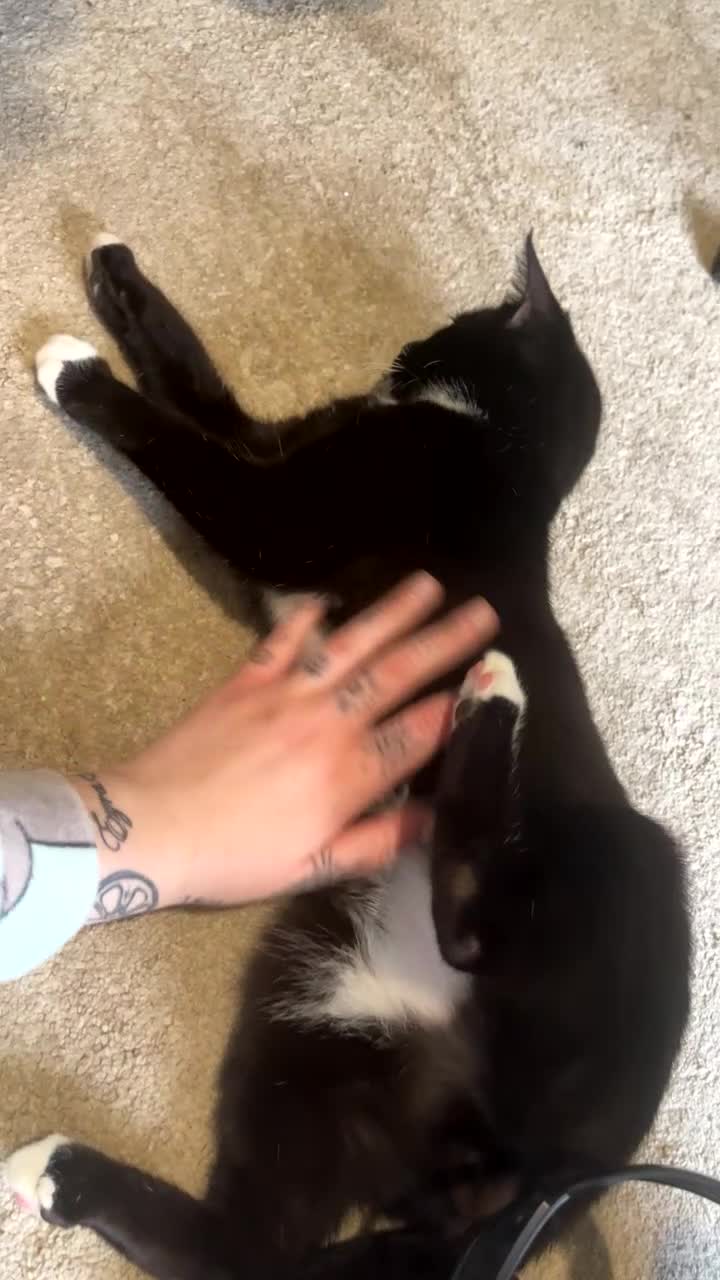 British Shorthair cats for sale: Graham  - Video 1