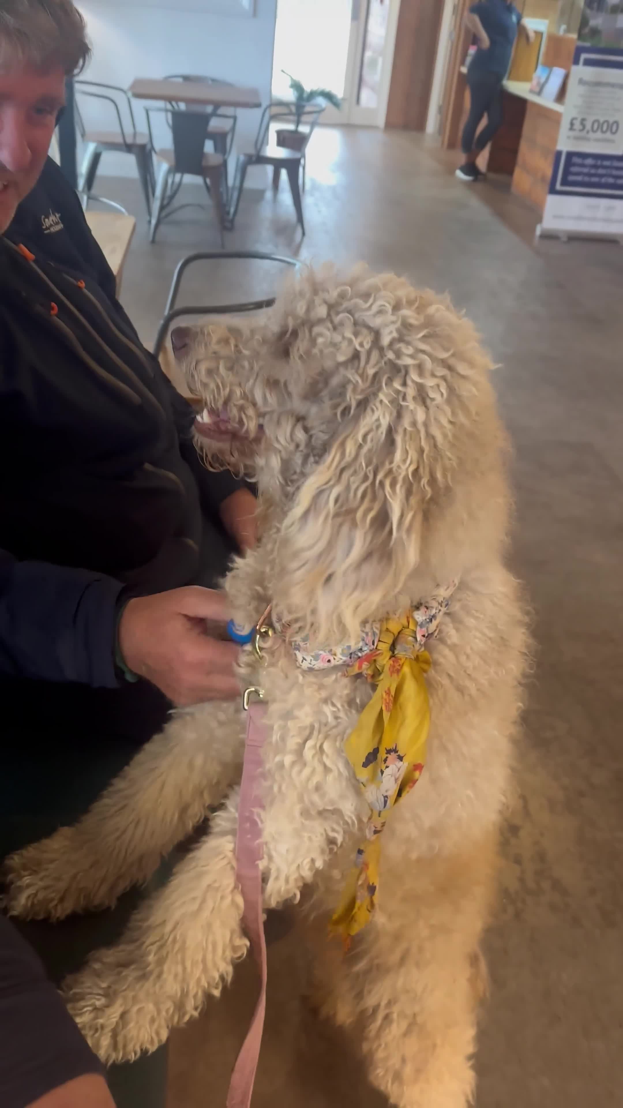 Mini Goldendoodle dogs for sale: Miniature golden doodle girl one year old - Video 1