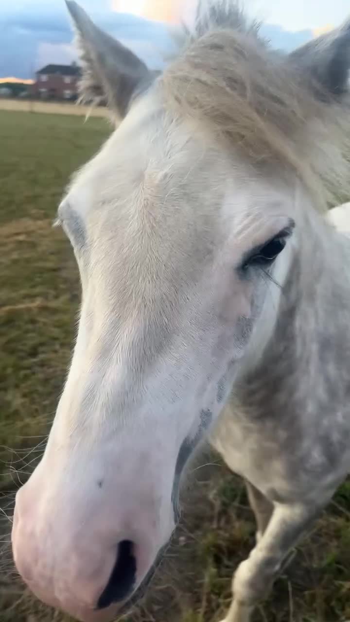 Welsh Section A horses for sale: 🩷ROCKYVIEW ROSEANNA🩷 - Video 1