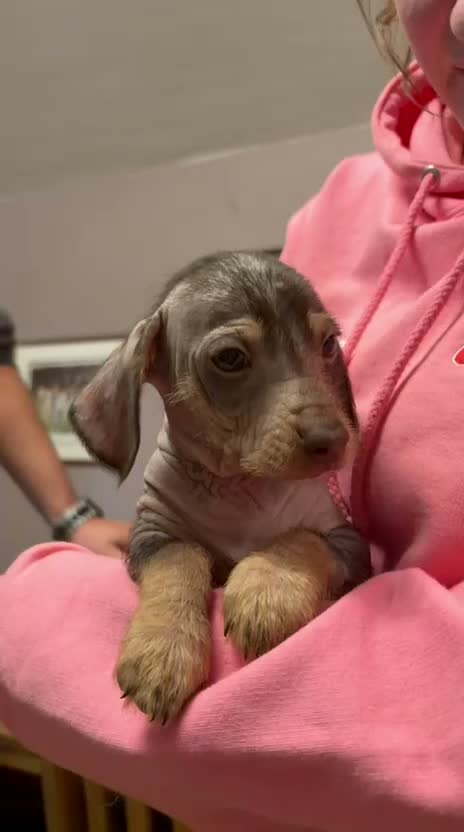 Mixed Breed dogs for sale: Chichi x mini wirehaired dachshund  - Video 1