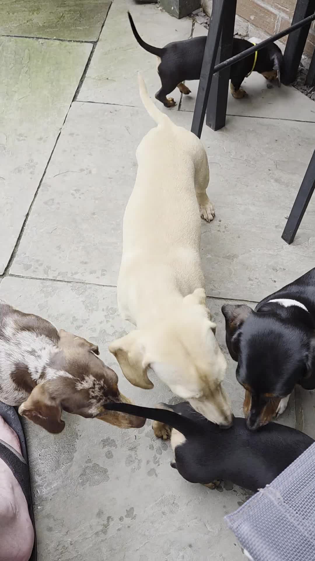 Miniature Dachshund dogs for sale: Shorthaired Minature Daschunds READY TO LEAVE NOW - Video 4