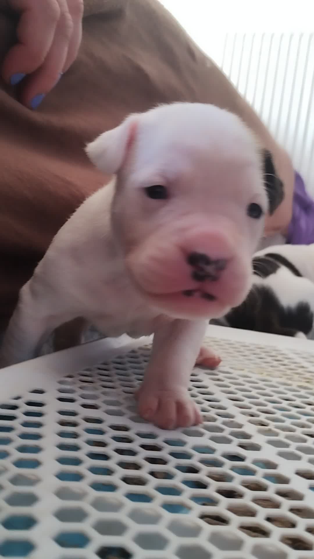 American Bulldog dogs for sale: American bulldog puppies - Video 2