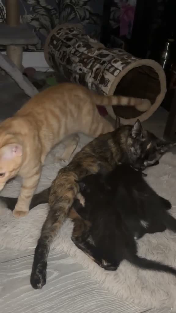 Mixed Breed cats for sale: Kittens  in Warrington - Video 1